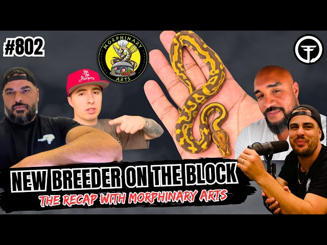 Knowing When To Sell Your Adult Ball Pythons | NBB Recap (Live)