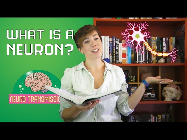 What is a neuron?