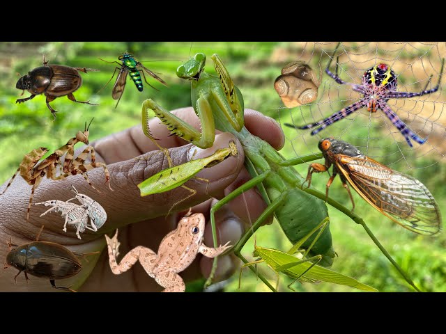 beautiful predator: the master of disguise in the insect world