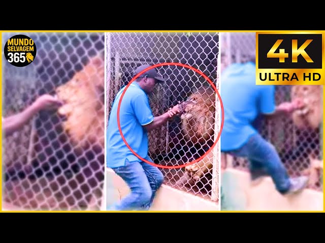 40 Most Brutal Animal Attacks Caught on Camera | Wildlife Attacks #3