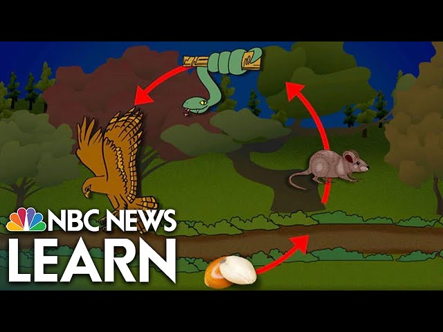 Organisms in Ecosystems