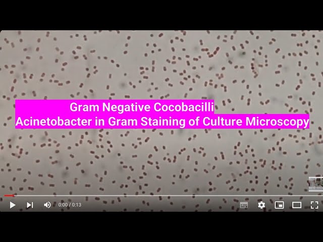 Gram Negative Cocobacilli | Acinetobacter in Gram Staining of Culture Microscopy