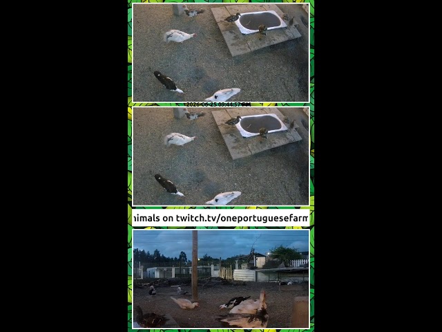 👀 Animals 24/7! Now on Youtube! 🥳 (feed on Twitch) vertical