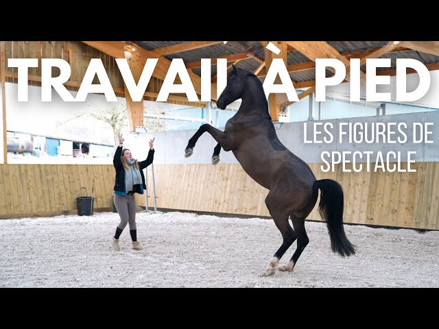 TAP: THE TRICKS MY HORSE HAS LEARNED 🐴🎪✨