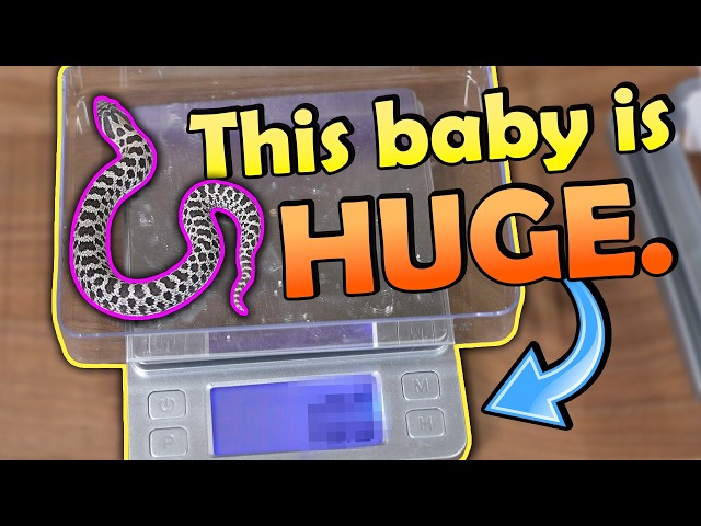 Giant Baby Hognoses Hatching!