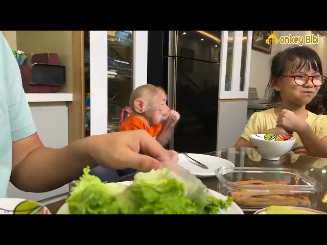 Cute BiBi Monkey plays😍 with his 2 sisters while his dad finish there lunch meal😍