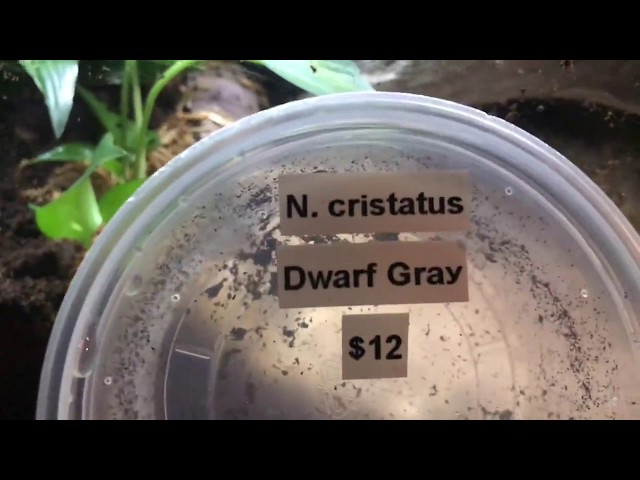 Adding bugs to the Ball Python Bioactive Terrarium