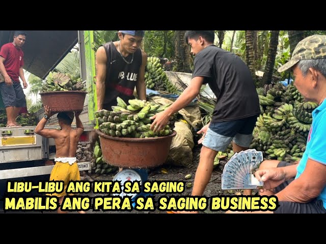 MABILIS ANG PERA SA SAGING BUSINESS, LIBU-LIBU ANG KITA SA SAGING  @KafarmersIdea