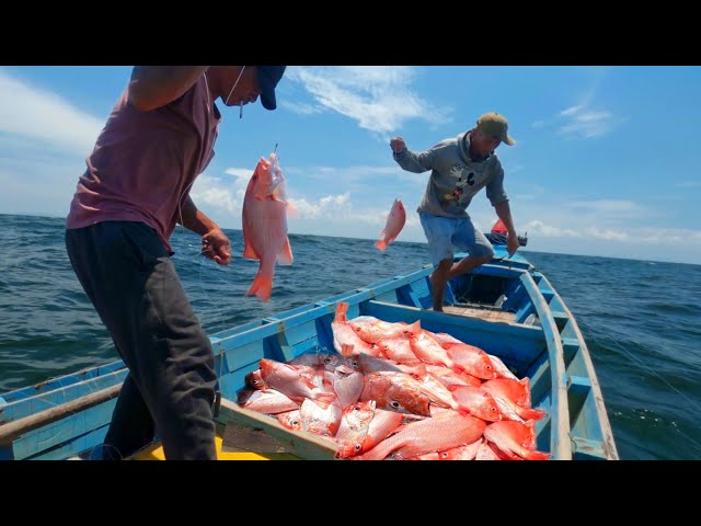 Swarmed by red snapper, sea fishing