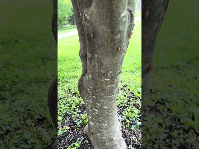 Yellowwood tree full of cicadas. #cicadas #insects #bug #yellowwood #tree