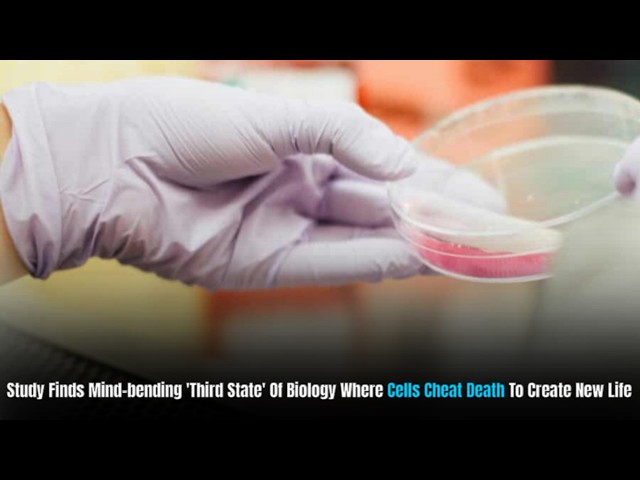 Scientists discover a state between life and death