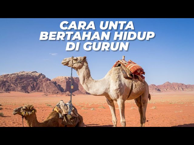 El clima se está volviendo más extremo, mira cómo los camellos sobreviven al clima cálido en el d...