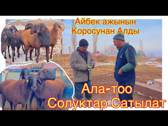 3-Баш Айбек ажынын Коросунан алынды Сатылат экен@BARPYKG 