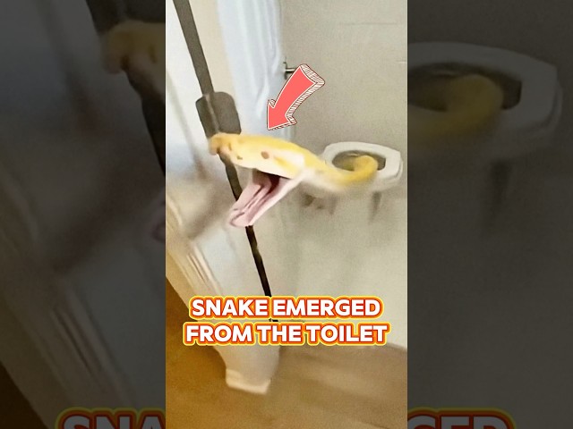 A Giant Python Came Out of the Toilet