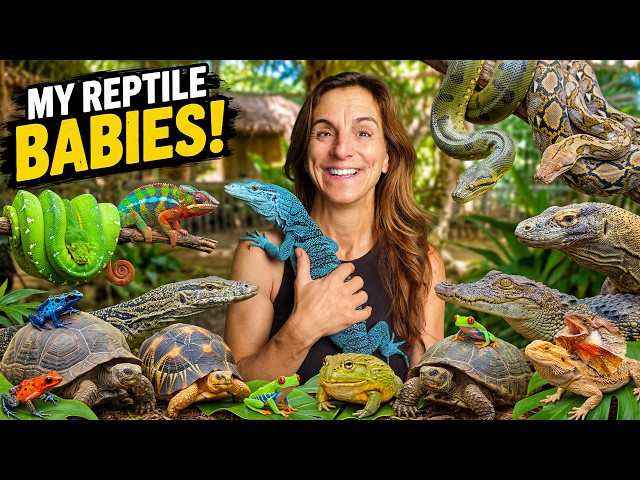 All My Baby Animals in One Video!