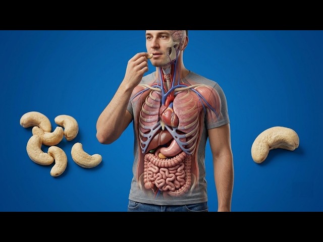 The Journey of Cashews Inside the Body  -Medical animation & motivation-