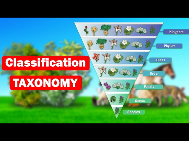 Taxonomy | Classification of Life | Diversity in Living Organisms | Plant Classification | Phylum