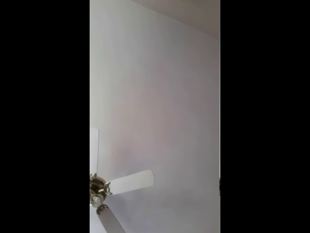 David is gay song