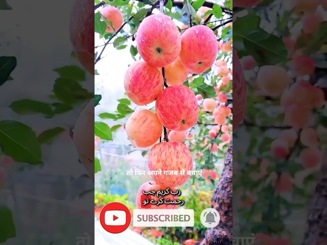 Apple Plant 2026 🍎 #fruit #fruitplant #fruittree #tahiriplant125