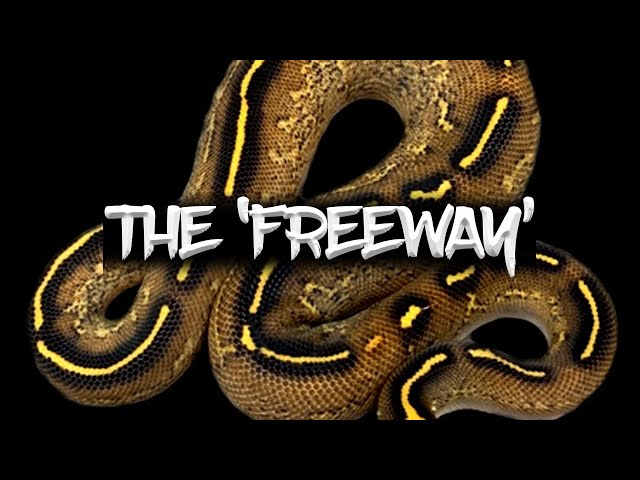 The 'Freeway' Ball Python!
