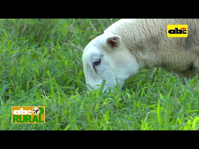 Abc Rural: Criar 200 ovejas en 6 hectáreas no es cosa fácil