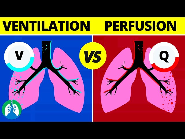 Ventilation-Perfusion (V/Q Ratio) | Quick Medical Overview