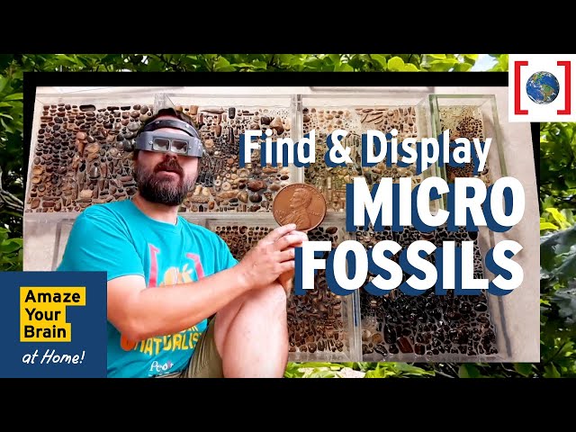 Micro Fossils | A World Beneath Your Feet | Amaze Your Brain at Home