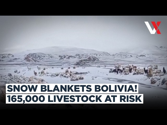 Bolivia Snowstorm | 165,000 Llamas & Sheep Face Starvation As Heavy Snow Hits Andes | VERTEX