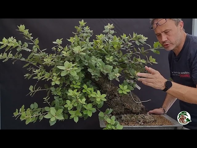Vi presento il mio leccio, pronto per un futuro da bonsai importante
