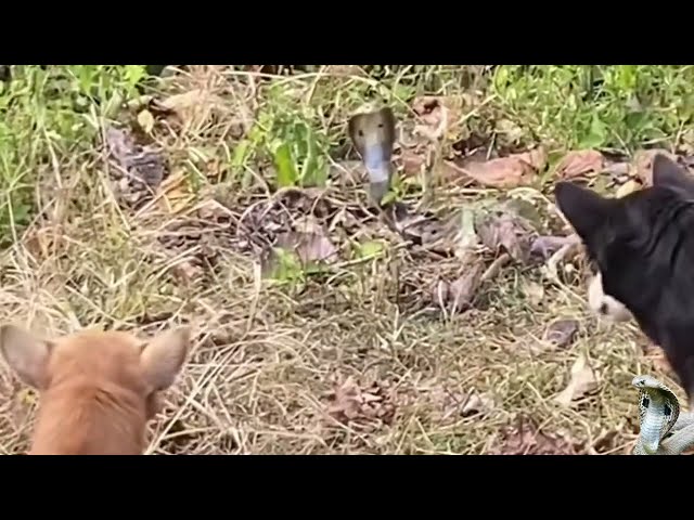 🐍cobra meets the dogs🐕🦮