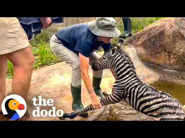 Park Ranger Spots Drowning Newborn Zebra — And Rushes To Save Him | The Dodo