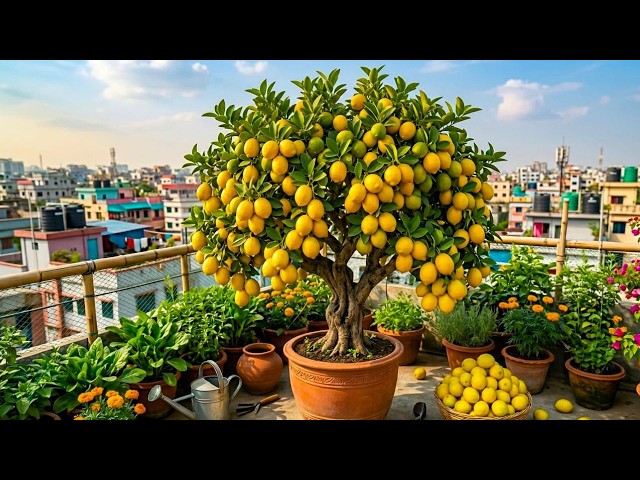 🔴 LIVE 🍋 Growing Lemon Trees on a Rooftop Garden | Easy Tips for Beginners #livestream #live