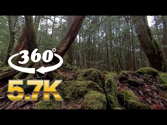 [Nature Sound & 5.7K360° Video] Japan - Aokigahara Jukai- Nature Sounds Relaxing Forest Birdsong -