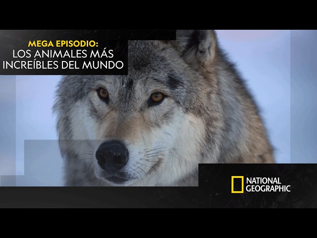 Los animales más extraordinarios del planeta | ASTUTOS Y LETALES | NATIONAL GEOGRAPHIC ESPAÑA
