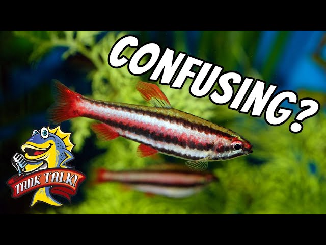 Has Fish Keeping Become Too Complicated?
