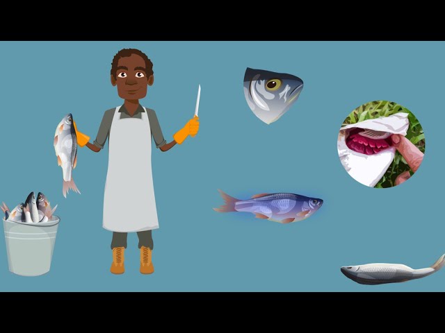 SeSAFE Training Module 6 - Fish Processing