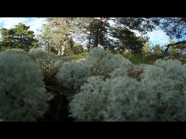 360: Kusagil Eestimaal 4/4, autor Valdek Laur