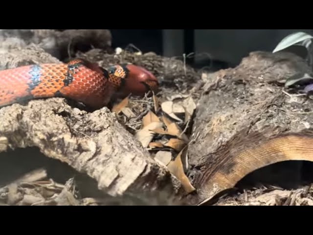 Rambling while the snakes eat.