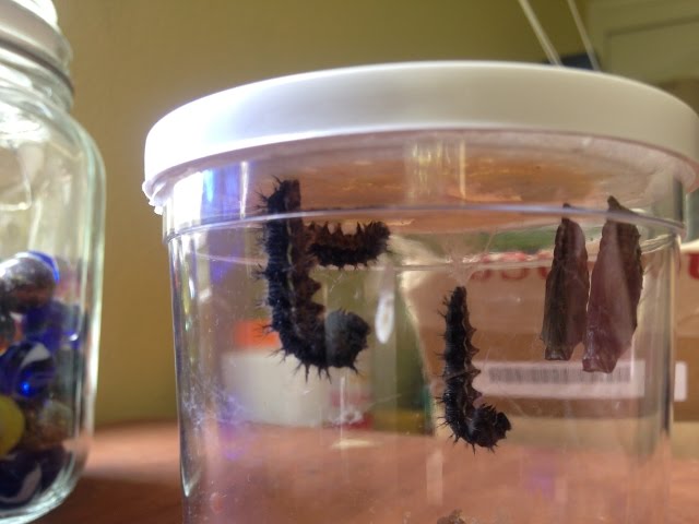 Raising Butterflies