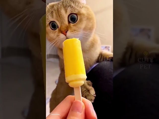 Cute cat dance 😺 #reels #cat #catvideos #funnycatvideos #shorts #trendingshorts #ytcat #funny #cute