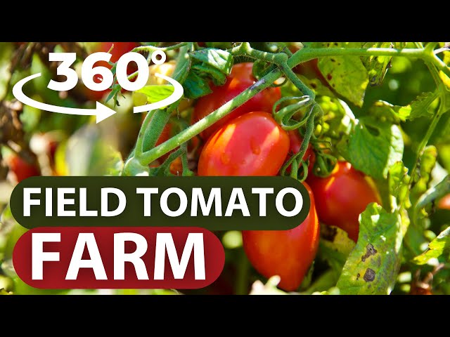360 Field Tomato Farm