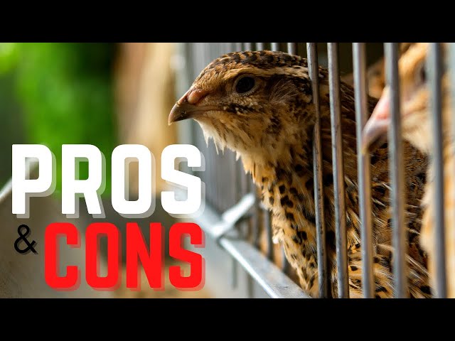 Pros and Cons of Raising Quail