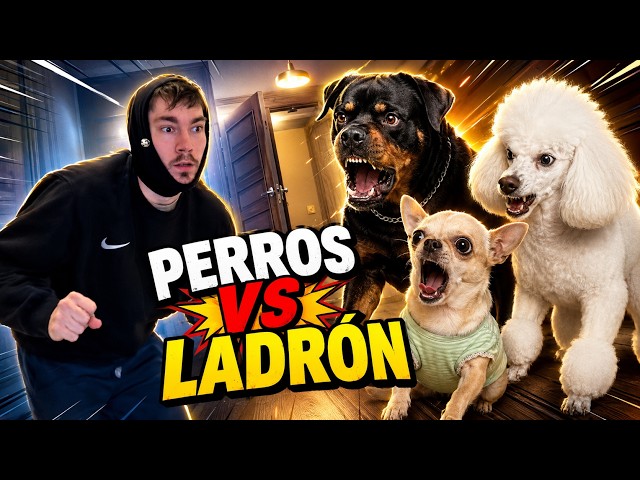 The Best of Odey Gil Dogs | Bobby Marathon 🐶 #1