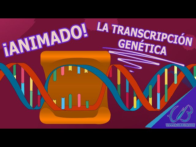 La Transcripción Genética | IPN