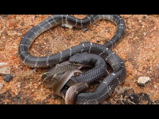 Common Krait: The Venomous Snake You Should Be Careful About