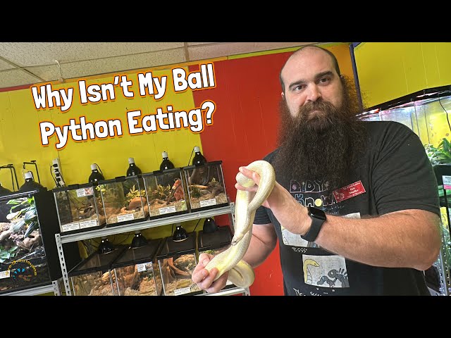 My Ball Python Won't Eat! - How to Get Your Ball Python to Eat!