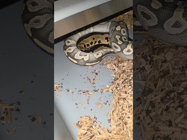 Ball Python Locking#reptilesofyoutube #reptilesofinstagram #reptilesoftiktok #ballpython #snake