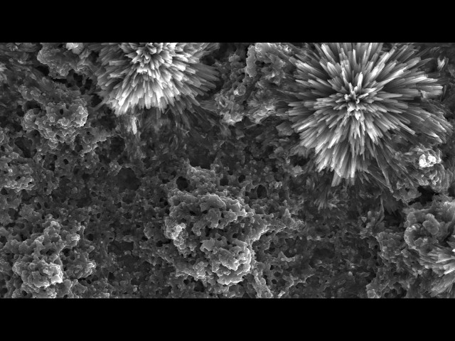 Ideas to Impact Series: Microscopy Australia