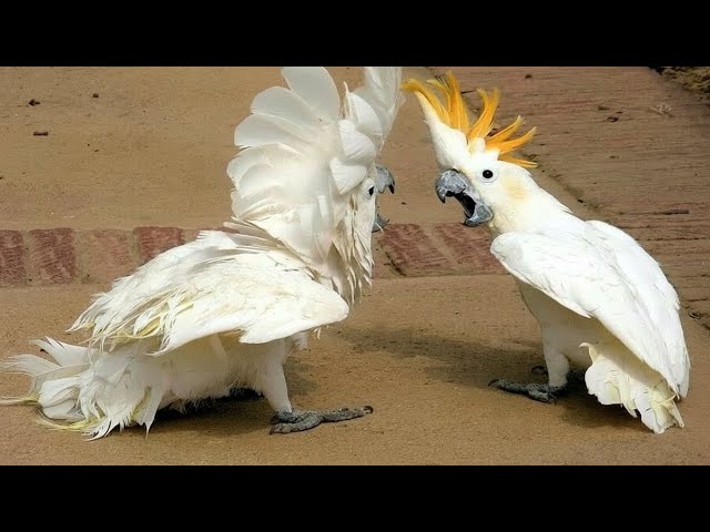 The FUNNIEST PARROTS On The Planet! 🤣 Funny Birds Video | Cool Pets