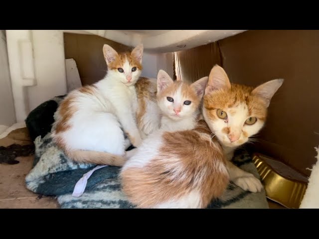 Mama cat and her cute kittens are taking a nap inside their beautiful house.